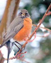 Close-up of bird perching on branch