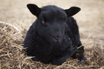 Close-up of black animal on field