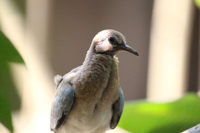 Close-up of a bird