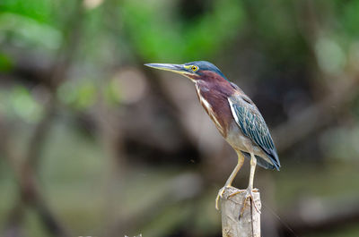 Close-up of a bird perching on branch