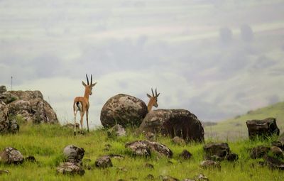 Flock of sheep standing on field against sky