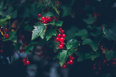 Ripe red currant hanging on a bush.