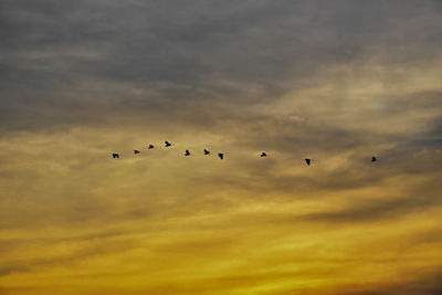 Low angle view of silhouette birds flying against sky