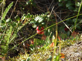 Close-up of lizard on plant in field