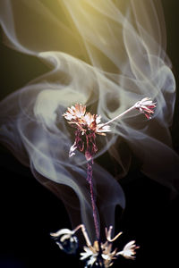 Close-up of wilted flowering plant