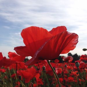 Close-up of red poppy flower