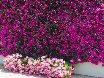 Close-up of pink flowers blooming outdoors