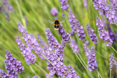 Close-up of bee pollinating on lavender