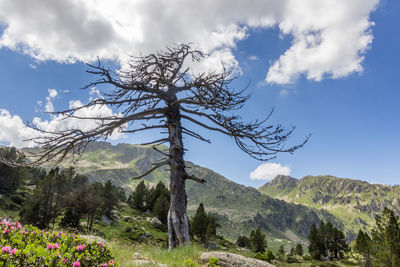 View of tree on mountain against sky