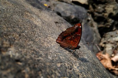 Close-up of butterfly on rock