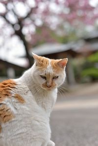 Close-up portrait of cat