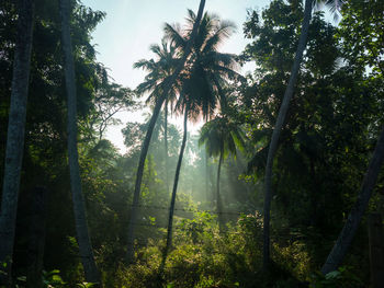 Trees growing in forest against sky