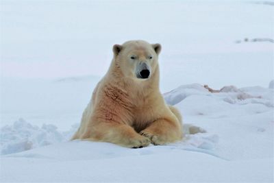 Portrait of a polar bear on snow