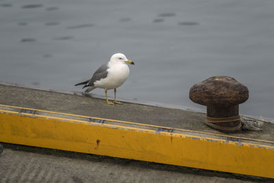 Seagull perching by cleat on pier