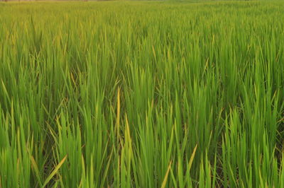 Full frame shot of wheat field