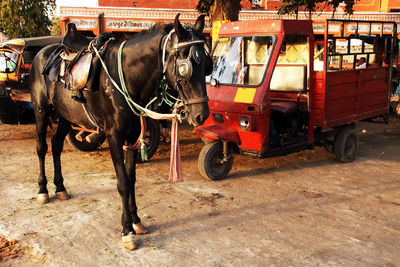 Horse standing on road by vehicles