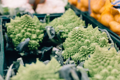 Close-up of romanesco