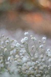 Close-up of white flowers on branch