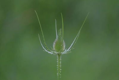 Close-up of caterpillar on plant