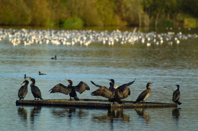 Black cormorants perching on lake pontoon outstretched wings catching the sun