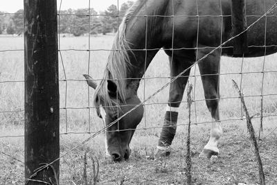 View of horse on field