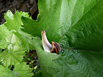 Close-up of snail on plant