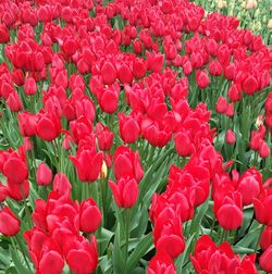 Close-up of red flowers blooming in field