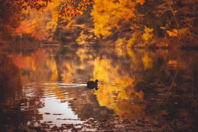 Ducks swimming in lake