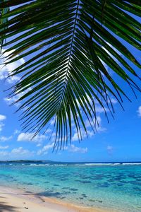 Palm tree by sea against sky
