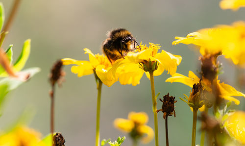 Bumble bee searching for food, macrophotography