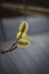 Close-up of flowering plant