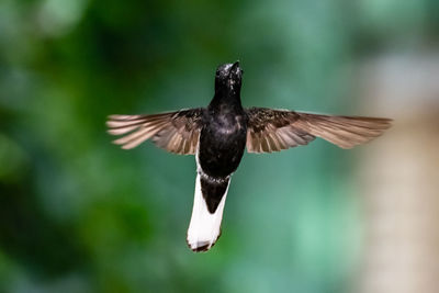 Close-up of a bird flying