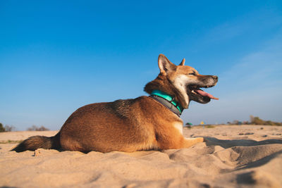 View of a dog on sand