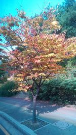 Flowers growing on tree