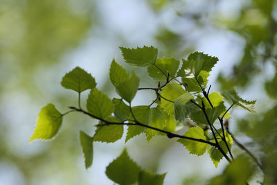 Close-up of fresh green leaves on plant