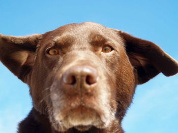 Close-up portrait of dog against clear sky