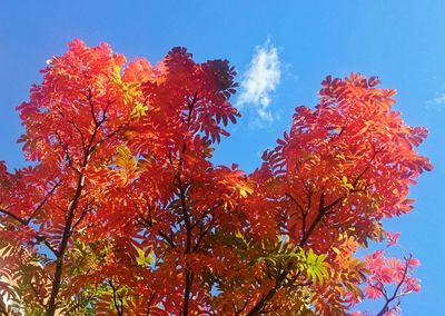 Low angle view of tree against sky