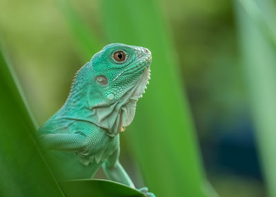 Close-up of lizard