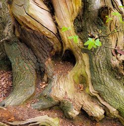 Full frame shot of tree trunk