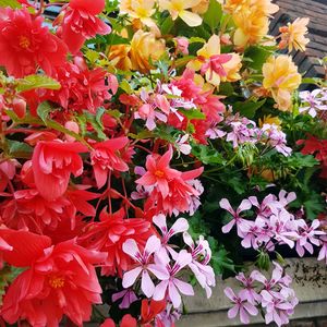 Close-up of flowers blooming outdoors