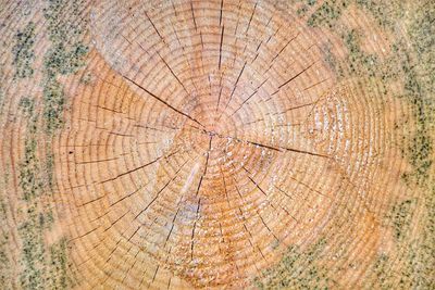 Close-up of tree stump