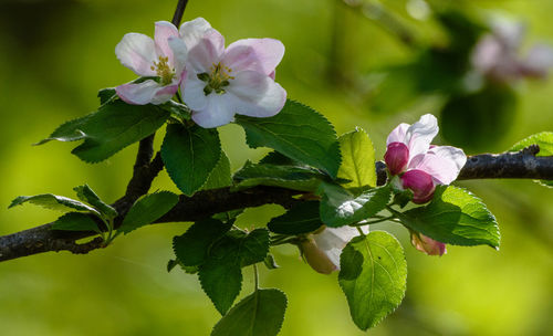 Close-up of flowering plant