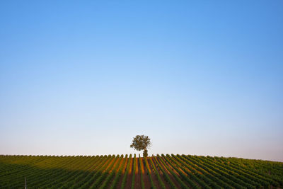 Scenic view of field against clear sky