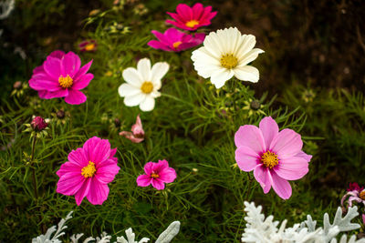 Close-up of pink flowering plants on field