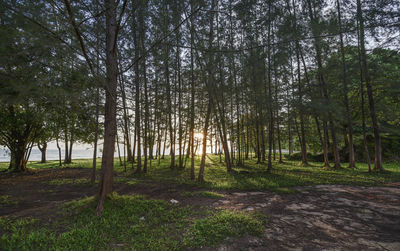 Trees in forest