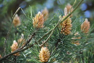Close-up of pine cones on branch