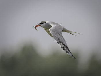 Close-up of a bird flying