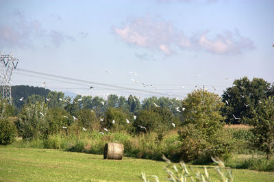 Birds flying over field