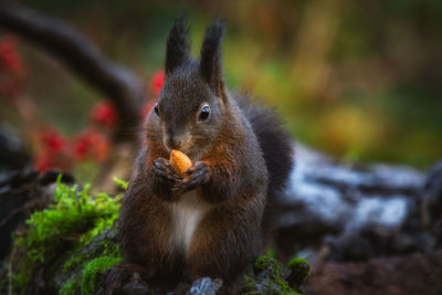 Close-up of squirrel eating fruit