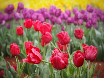 Close-up of red tulips in bloom